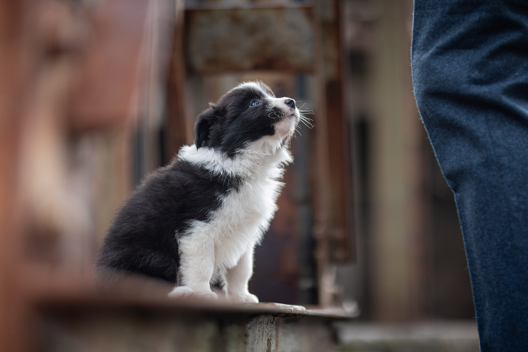 Sechs Wochen alter Border Collie Welpe