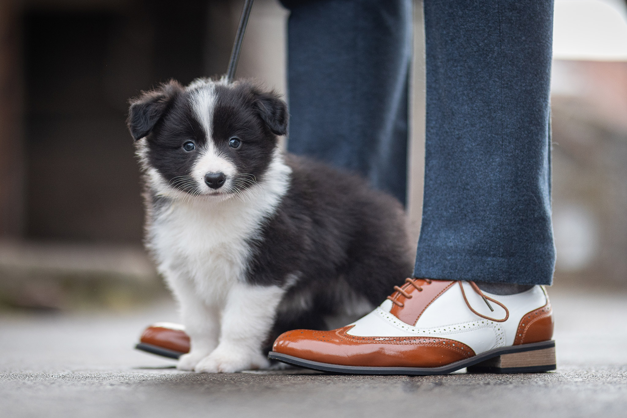 Sechs Wochen alter Border Collie Welpe