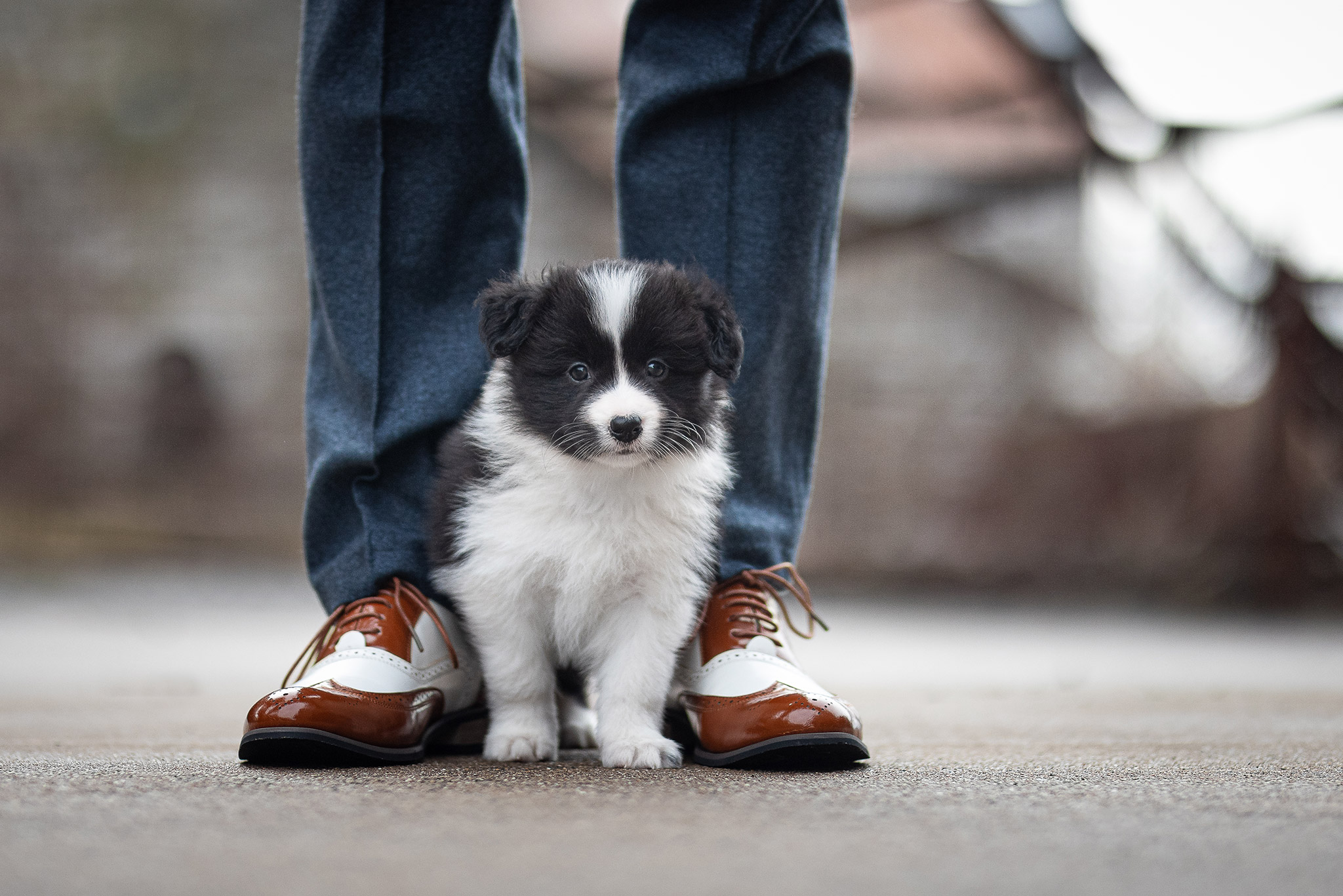 Sechs Wochen alter Border Collie Welpe