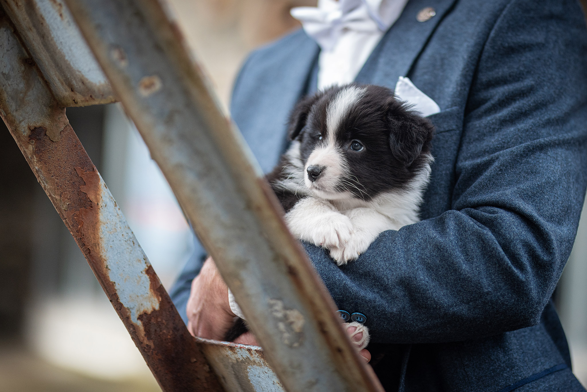 Sechs Wochen alter Border Collie Welpe