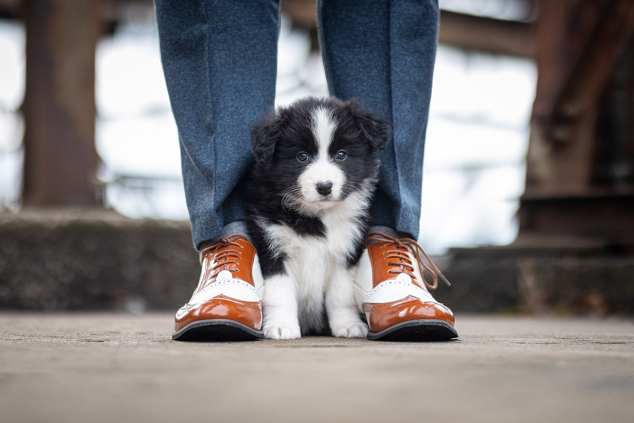 Sechs Wochen alter Border Collie Welpe