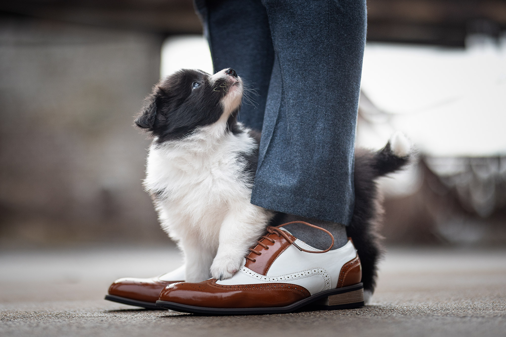 Sechs Wochen alter Border Collie Welpe