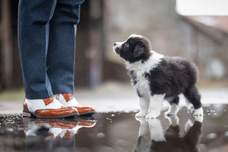 Sechs Wochen alter Border Collie Welpe