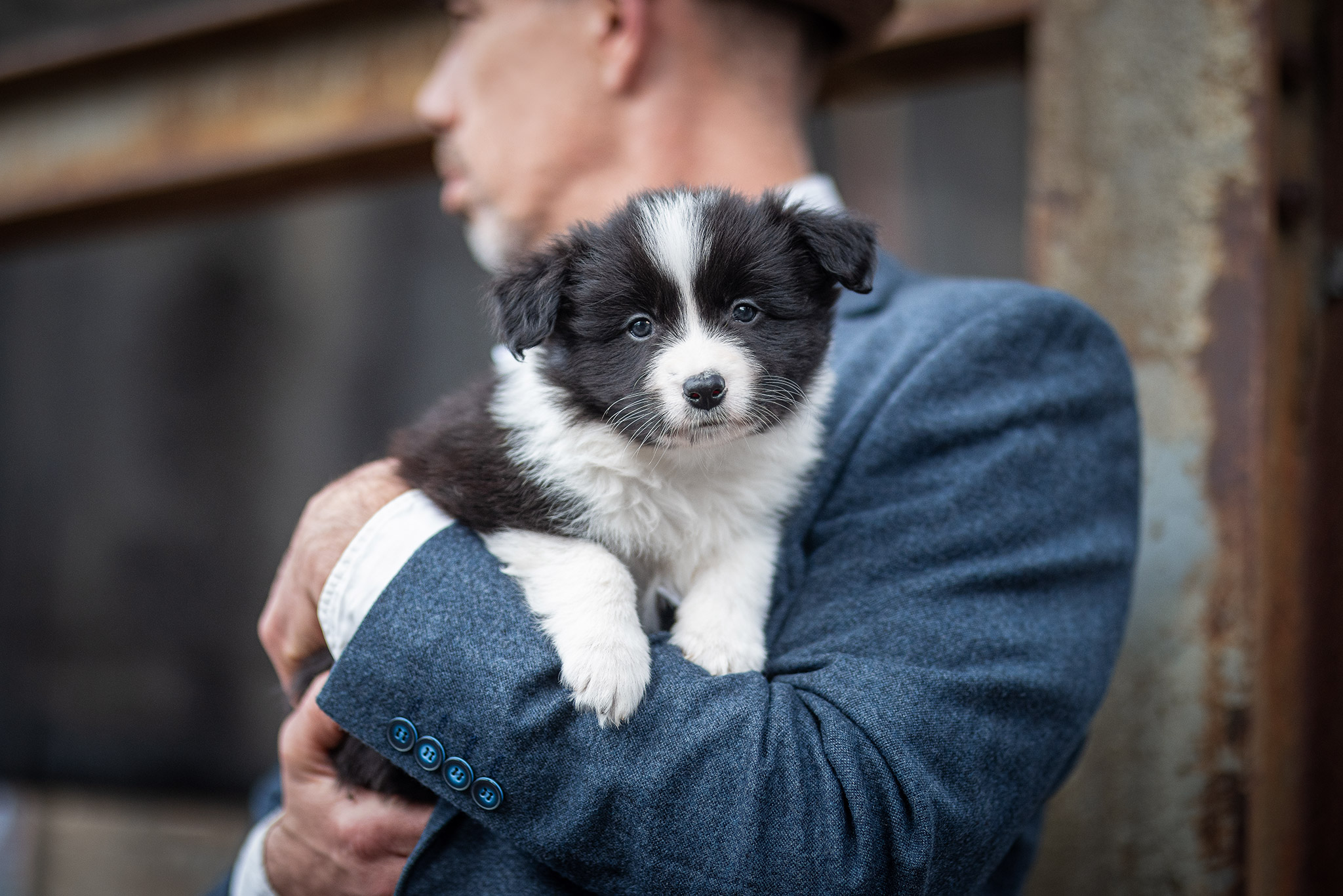 Sechs Wochen alter Border Collie Welpe