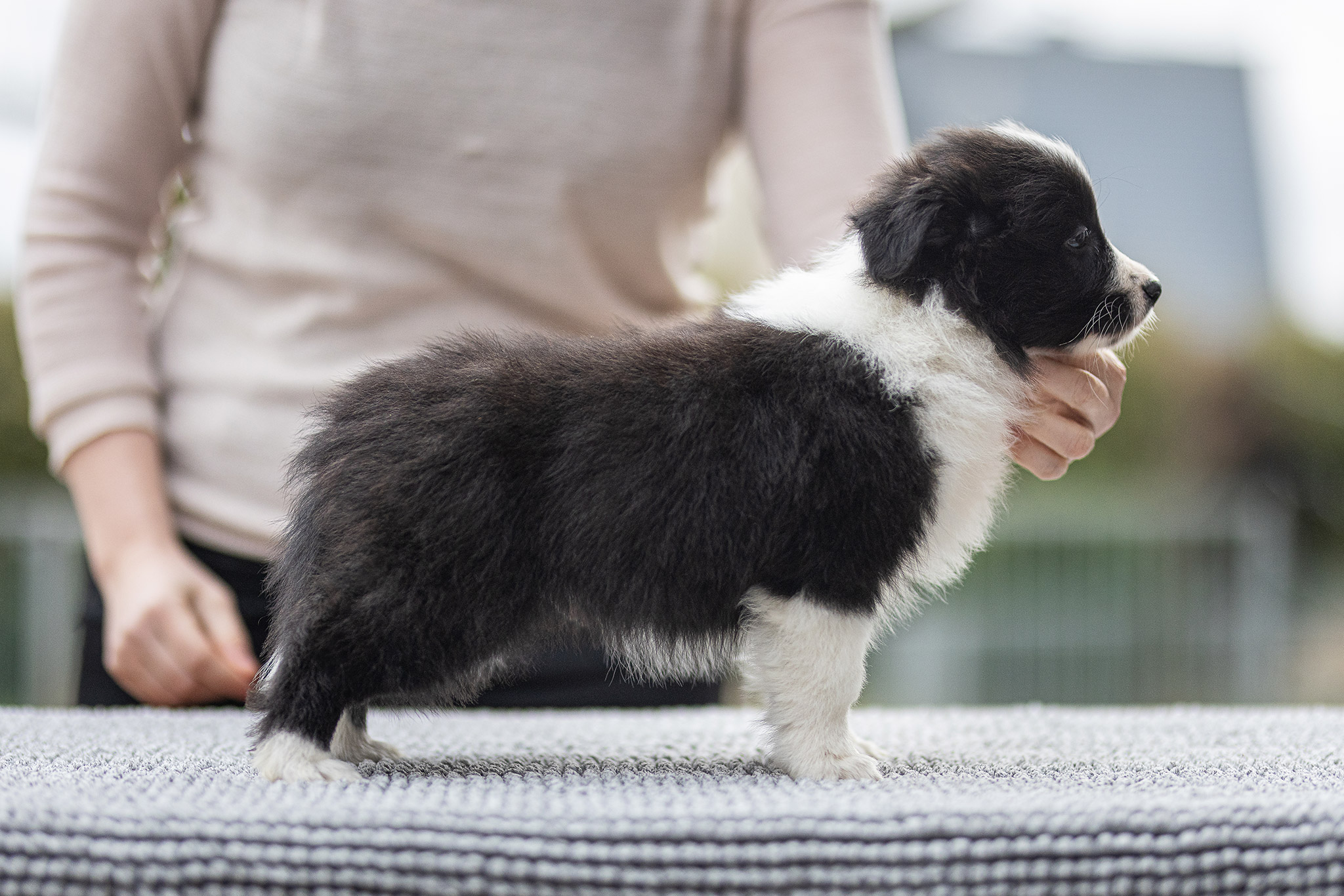 Border Collie Welpe in der 7. Lebenswoche