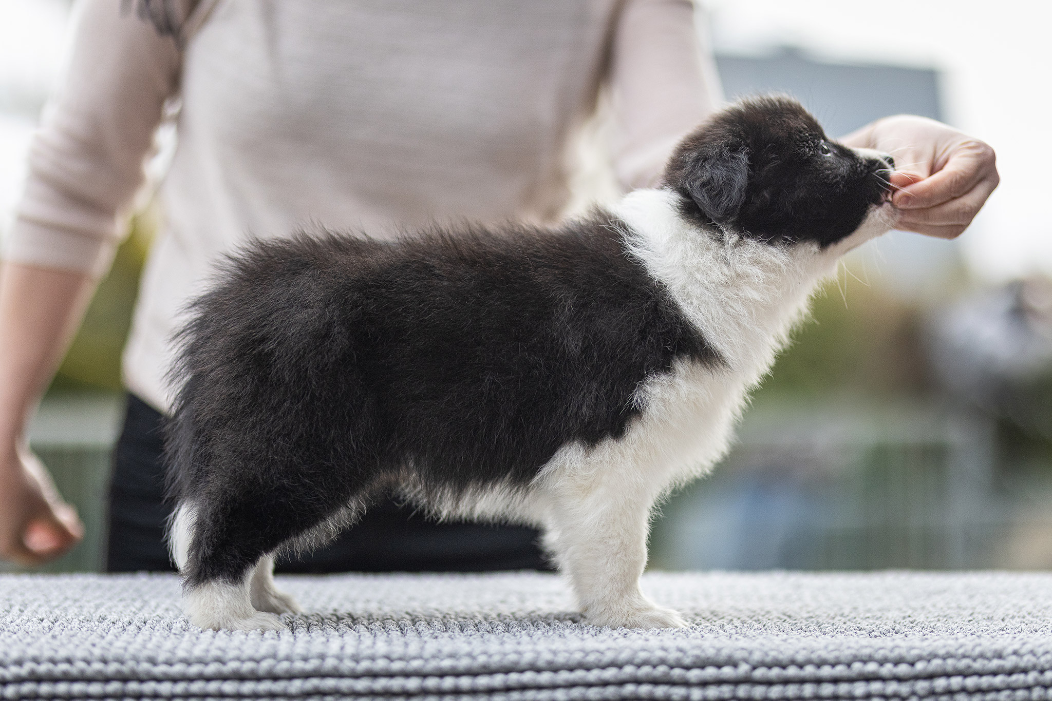 Border Collie Welpe in der 7. Lebenswoche