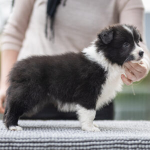 Border Collie Welpe in der 7. Lebenswoche