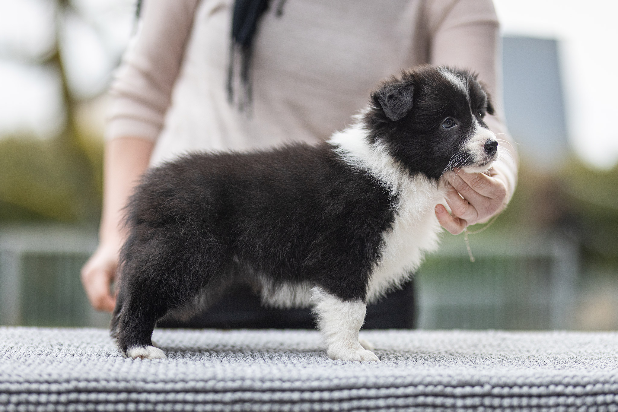 Border Collie Welpe in der 7. Lebenswoche