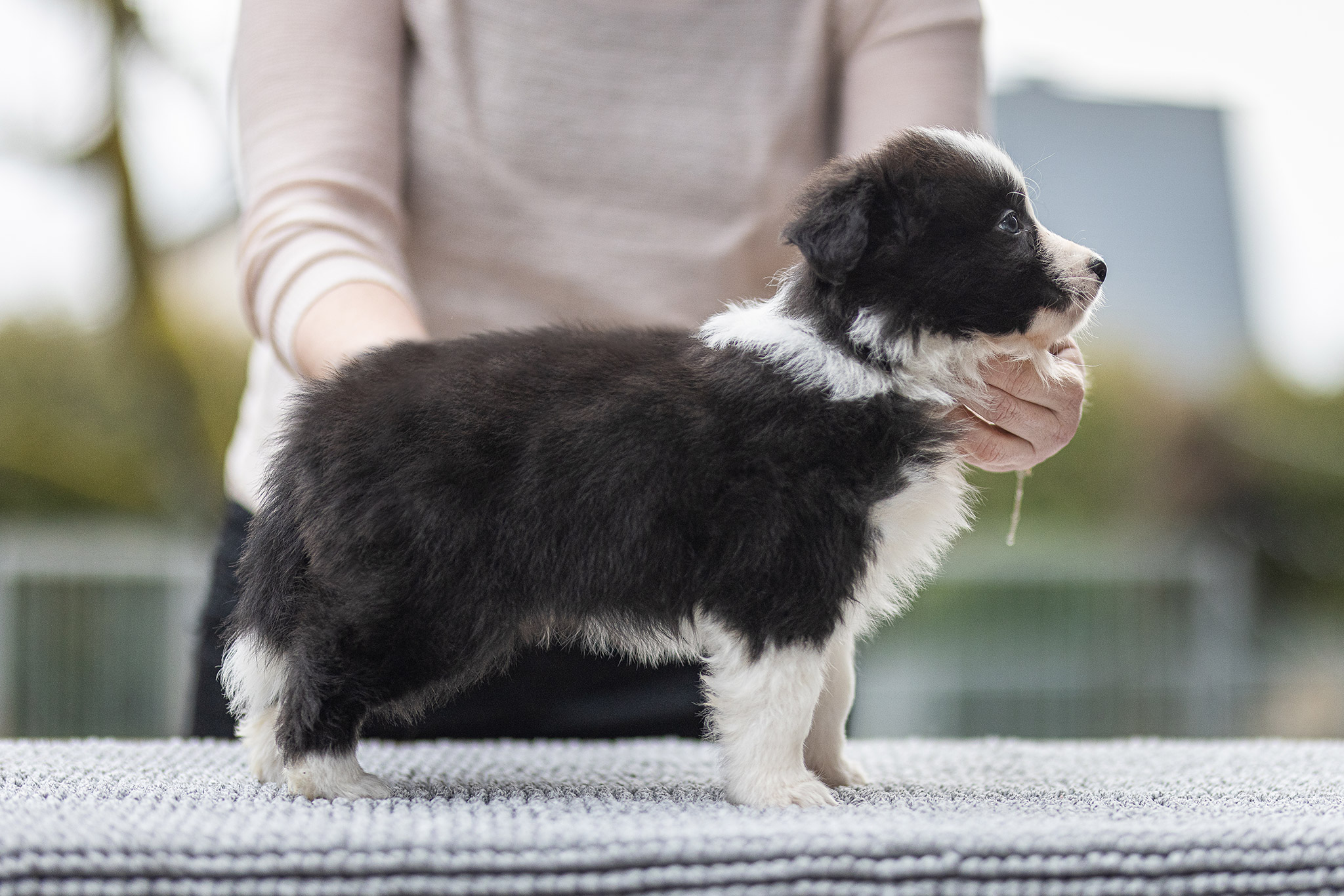 Border Collie Welpe in der 7. Lebenswoche