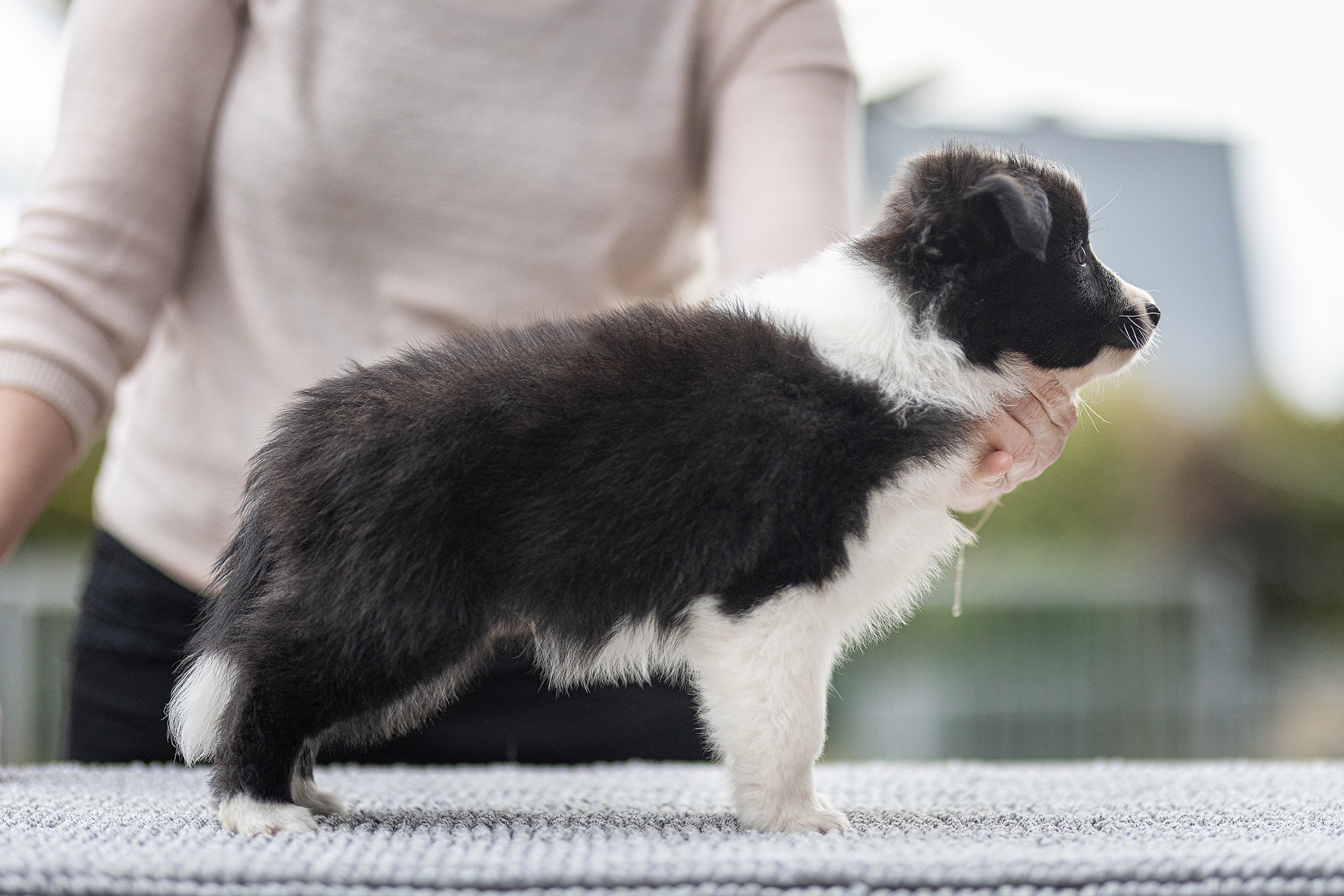 Border Collie Welpe in der 7. Lebenswoche