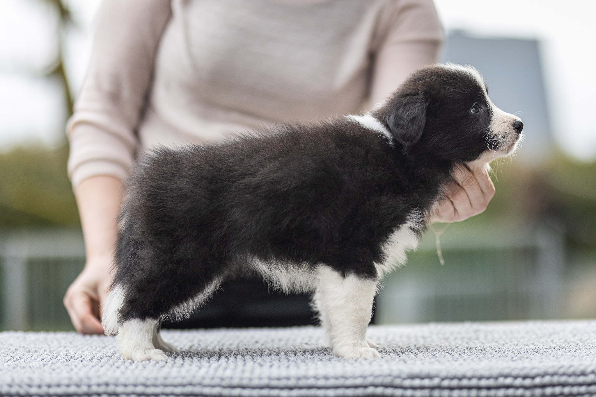 Border Collie Welpe in der 7. Lebenswoche