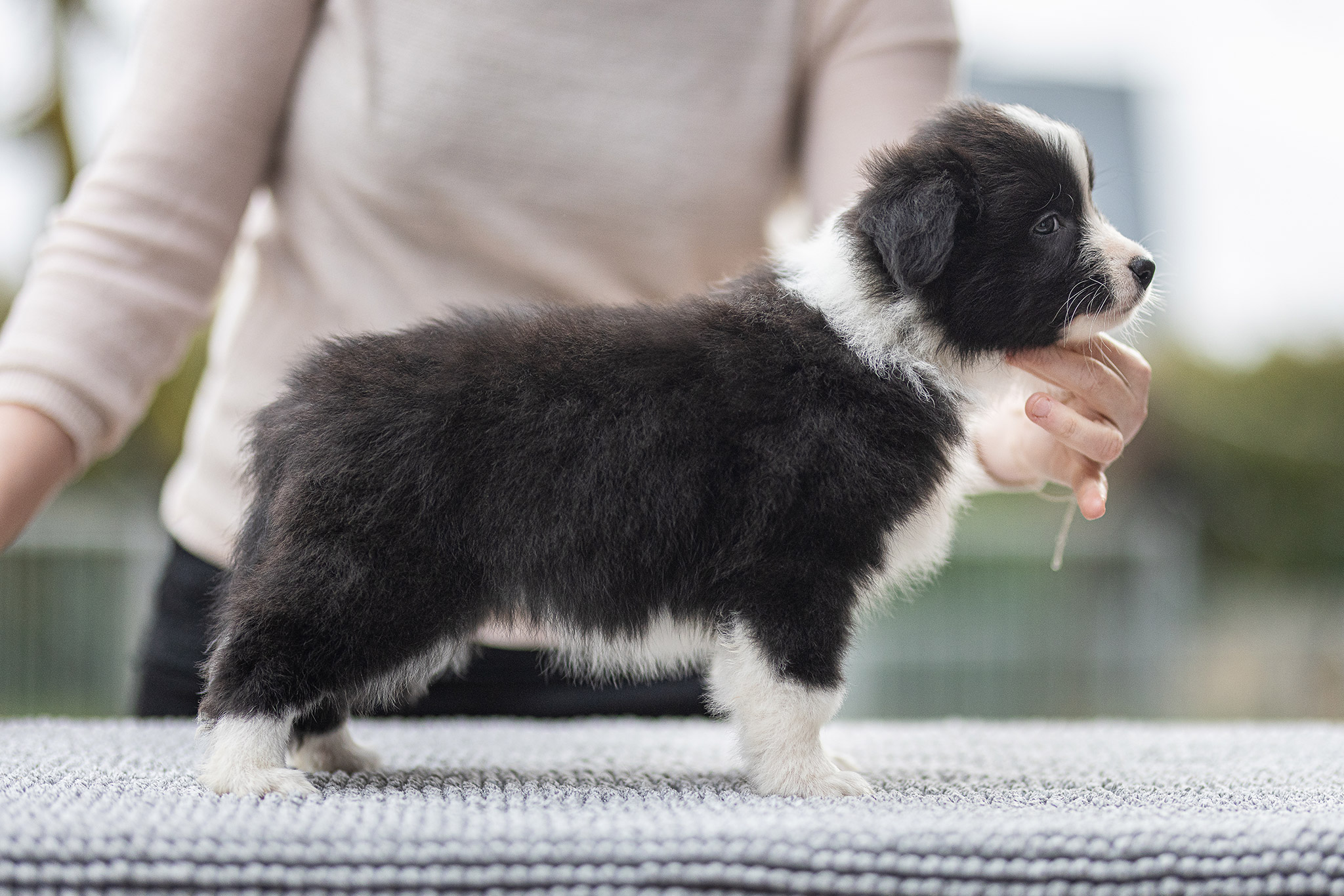 Border Collie Welpe in der 7. Lebenswoche