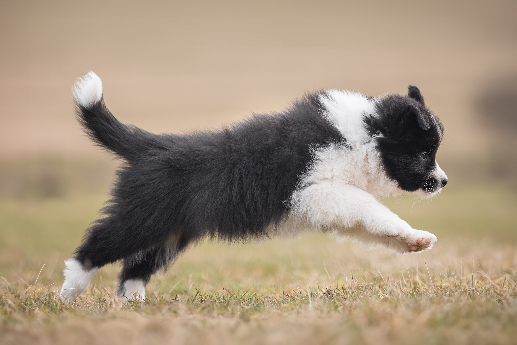 Border Collie Welpe in der 7. Lebenswoche