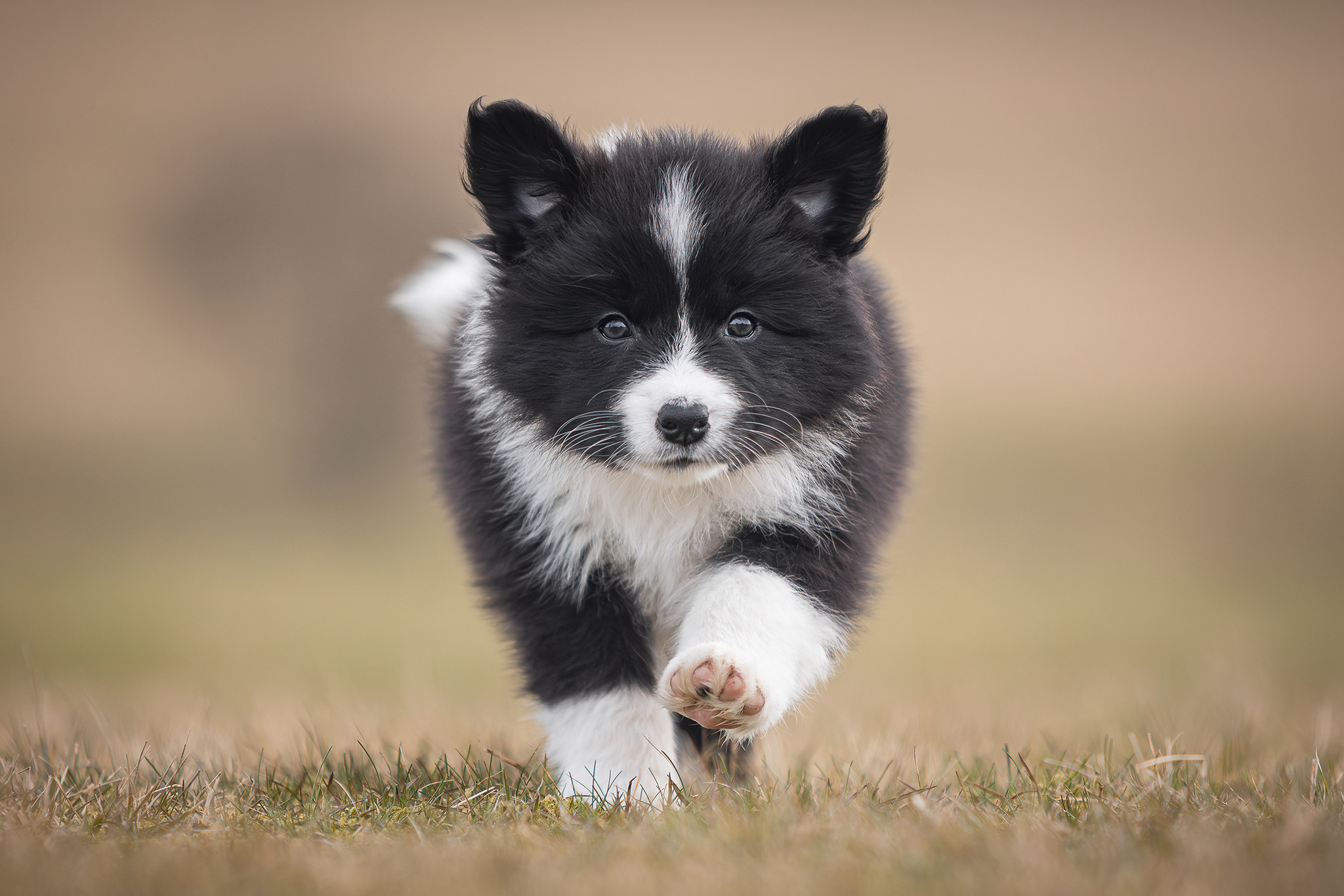 Border Collie Welpe in der 7. Lebenswoche