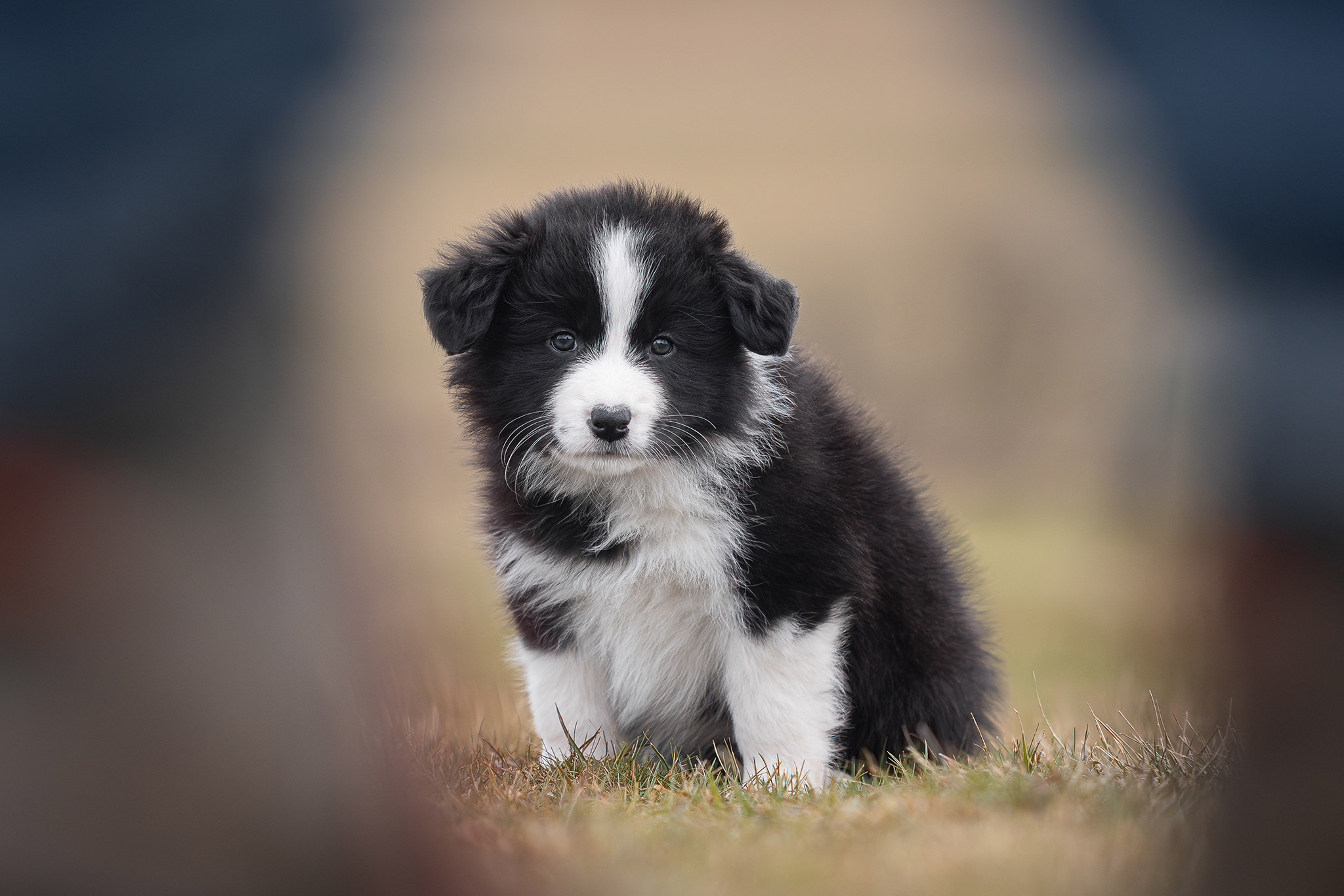 Border Collie Welpe in der 7. Lebenswoche