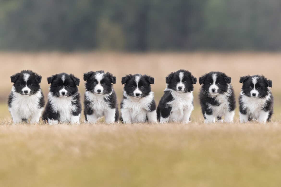 Border Collie Welpen in der 7. Lebenswoche