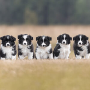 Border Collie Welpen in der 7. Lebenswoche