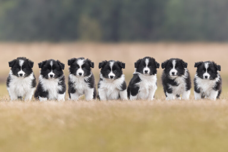 Border Collie Welpen in der 7. Lebenswoche