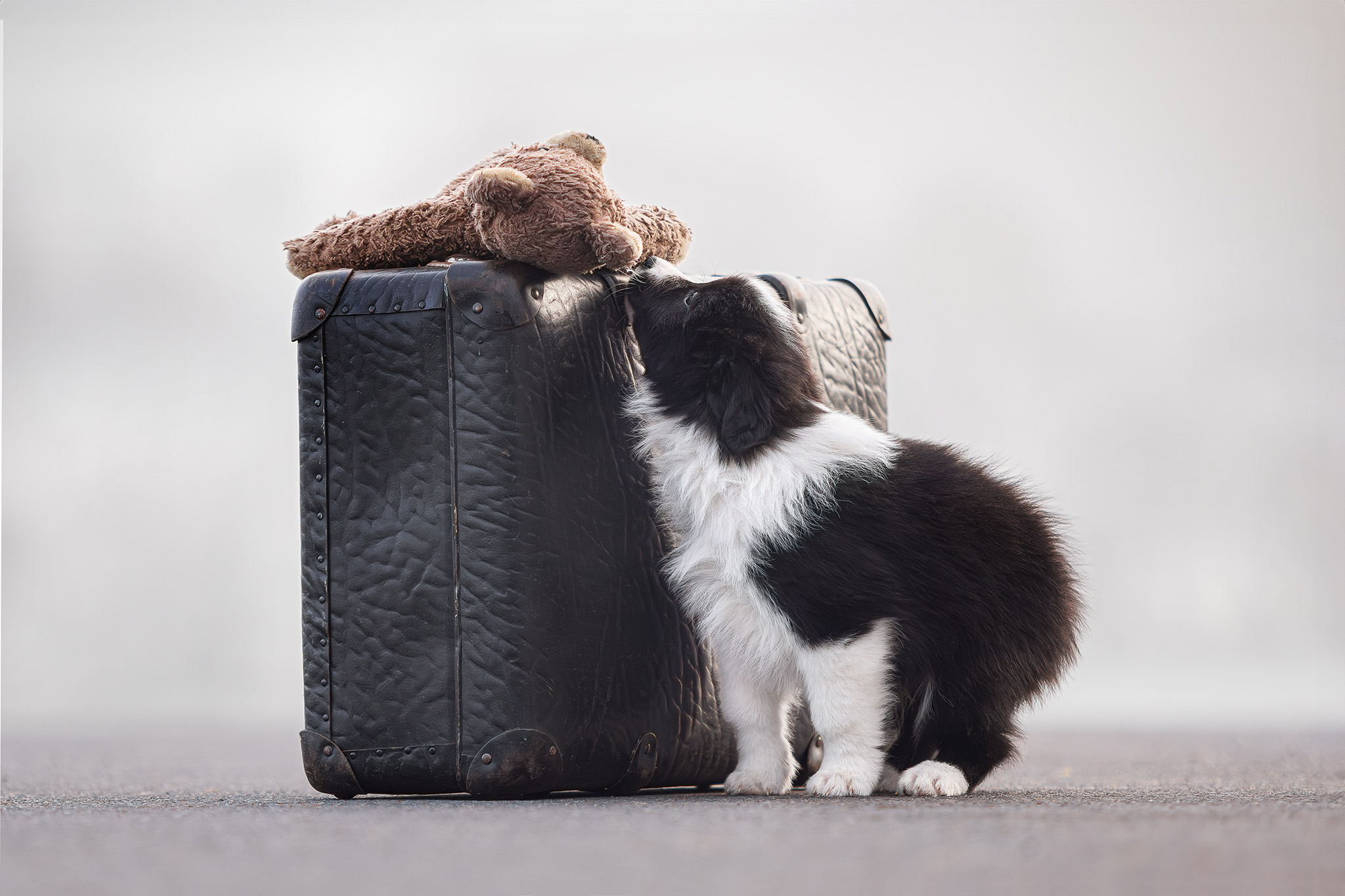 Border Collie Welpe in der 8. Lebenswoche