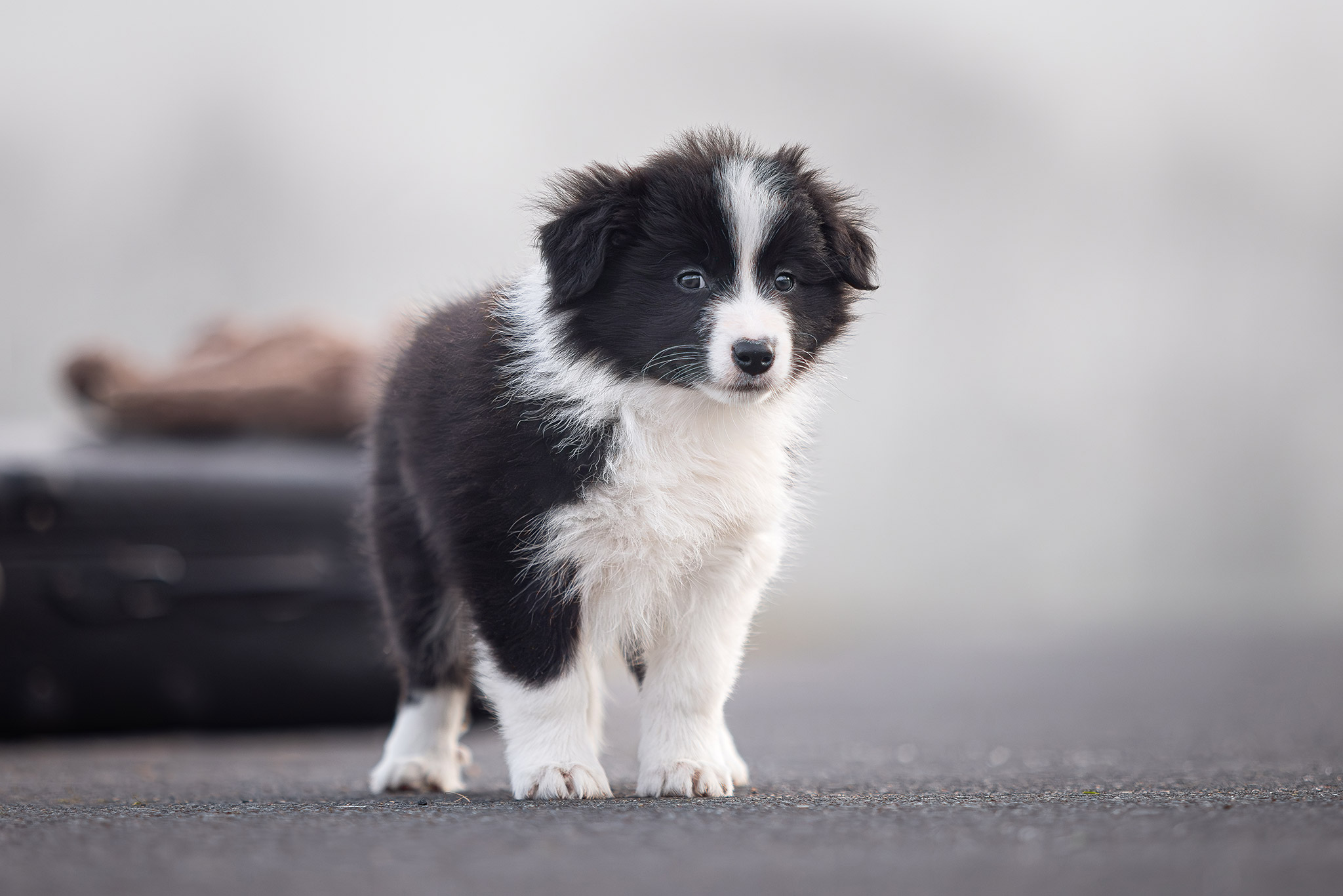 Border Collie Welpe in der 8. Lebenswoche