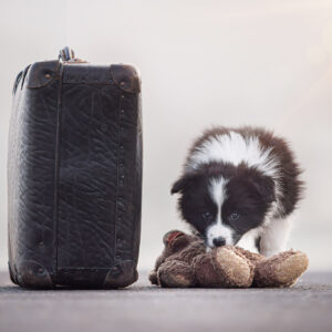 Border Collie Welpe in der 8. Lebenswoche