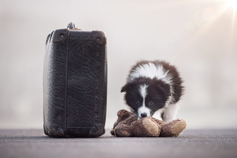 Border Collie Welpe in der 8. Lebenswoche