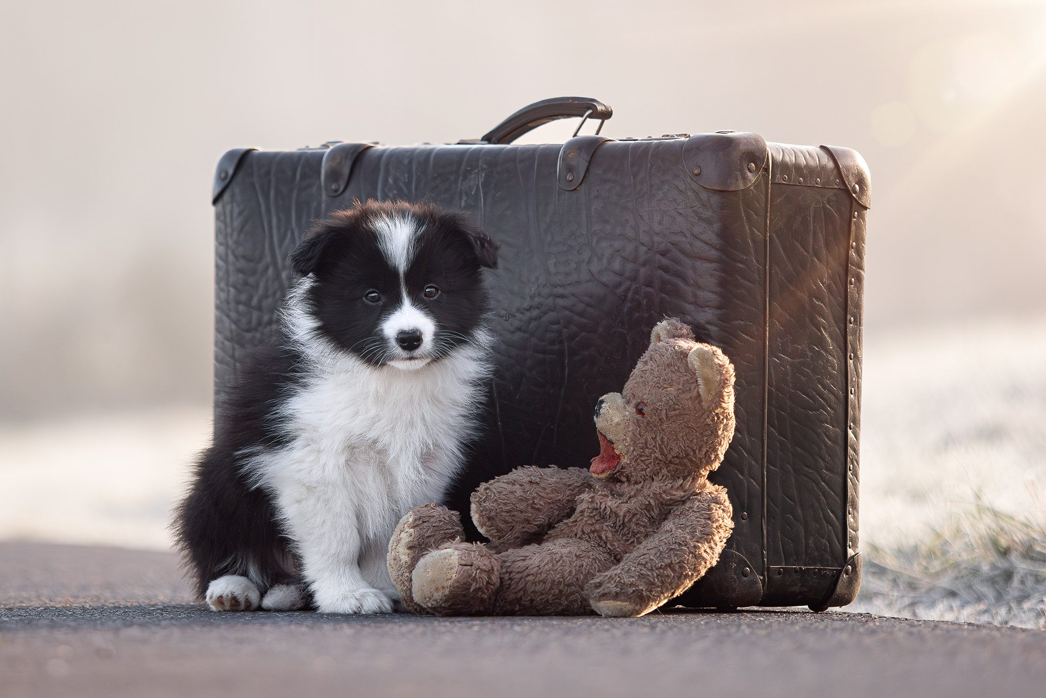 Border Collie Welpe in der 8. Lebenswoche