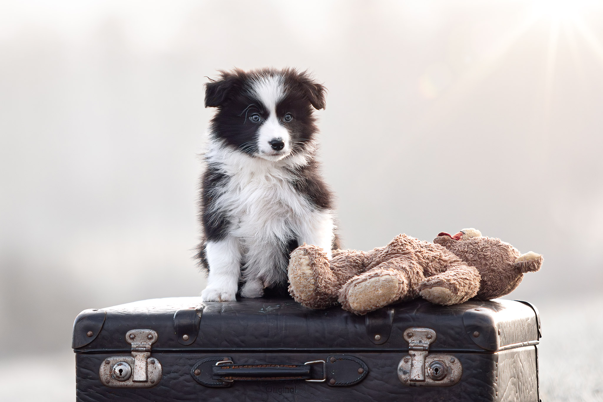 Border Collie Welpe in der 8. Lebenswoche