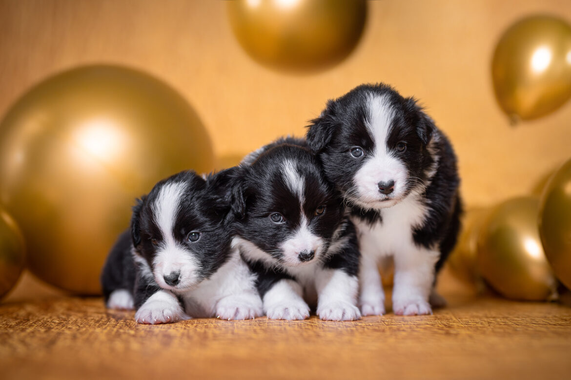 Drei Border Collie Welpen in der vierten Lebenswoche