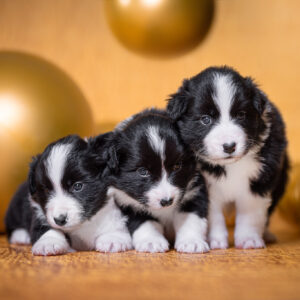 Drei Border Collie Welpen in der vierten Lebenswoche