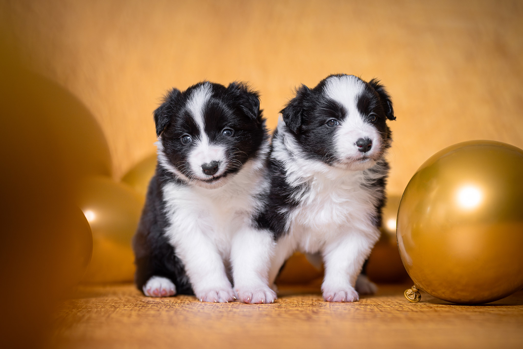 Zwei Border Collie Welpen in der vierten Lebenswoche