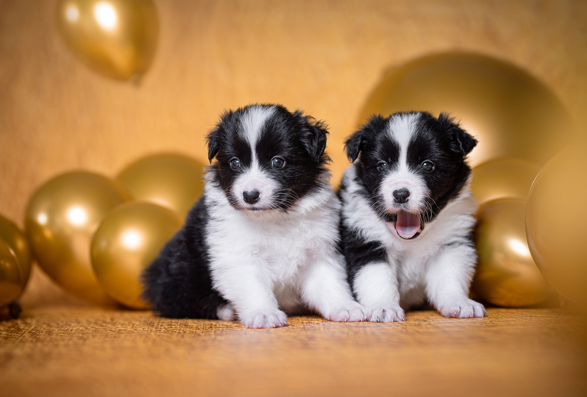 Zwei Border Collie Welpen in der vierten Lebenswoche