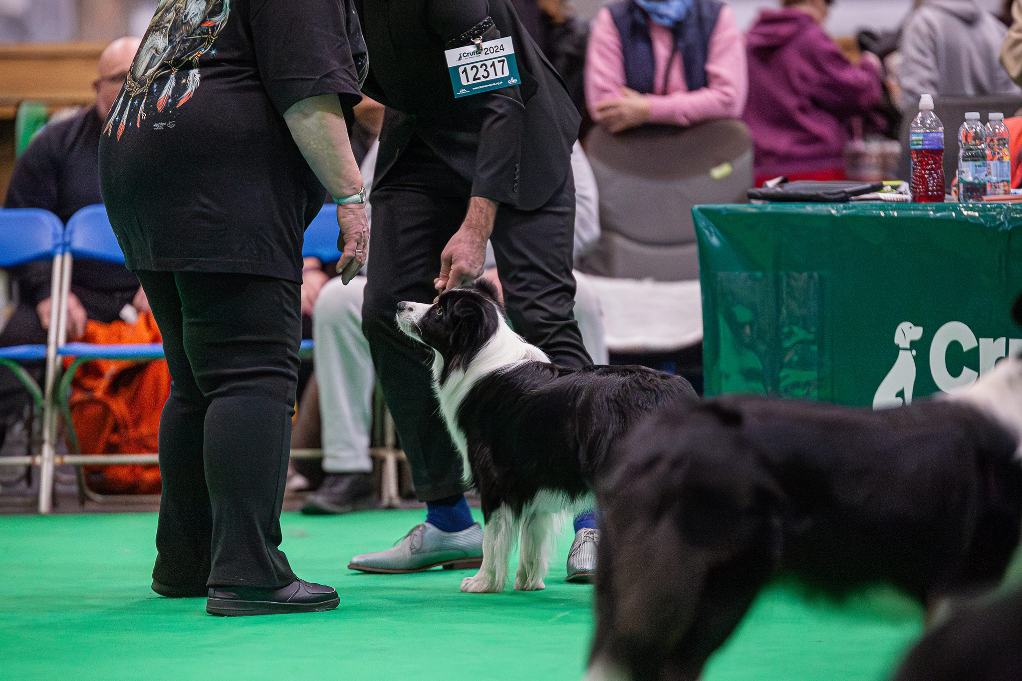 Border Collie Hündin auf dem grünen Teppich der Crufts in Birmingham