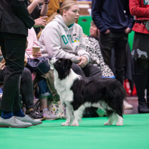 Border Collie Hündin auf dem grünen Teppich der Crufts in Birmingham