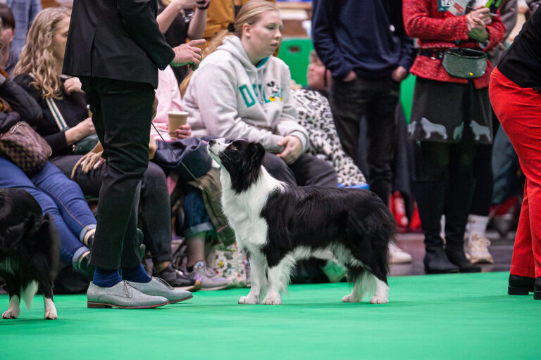 Border Collie Hündin auf dem grünen Teppich der Crufts in Birmingham