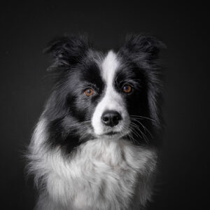 Sieben Jahre alte schwarz-weiße Border Collie Hündin bei einer Portrait-Studioaufnahme vor schwarzem Hintergrund