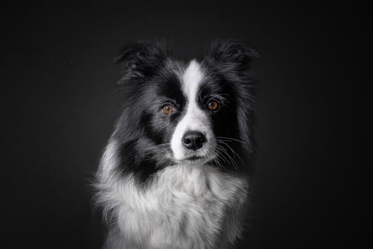 Sieben Jahre alte schwarz-weiße Border Collie Hündin bei einer Portrait-Studioaufnahme vor schwarzem Hintergrund