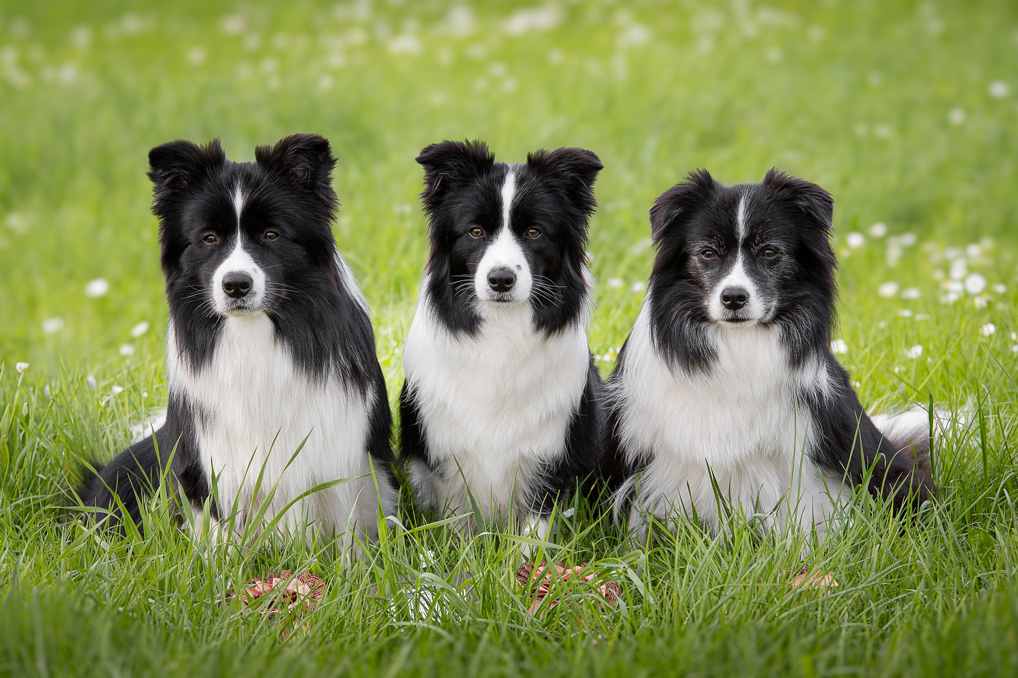 Drei Border Collies sitzen in einer grünen Frühlingswiese