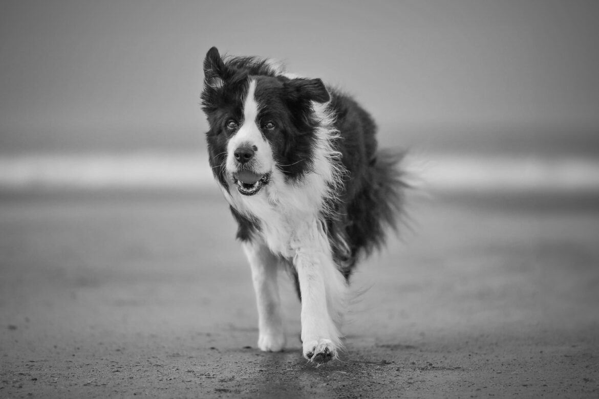 Joey, Broadmeadows Black Diamond