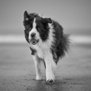 Joey, Broadmeadows Black Diamond