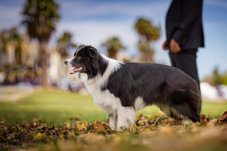 Trächtige Border Collie Hündin auf einer Wiese mit einem Bodyguard im Hintergrund