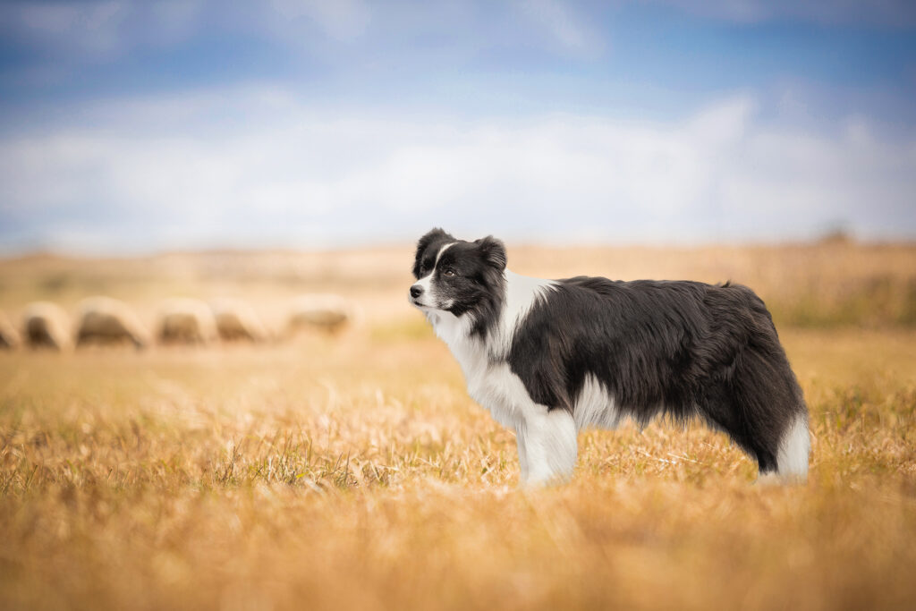 Border Collie Hündin in der 6. Trächtigkeitswoche