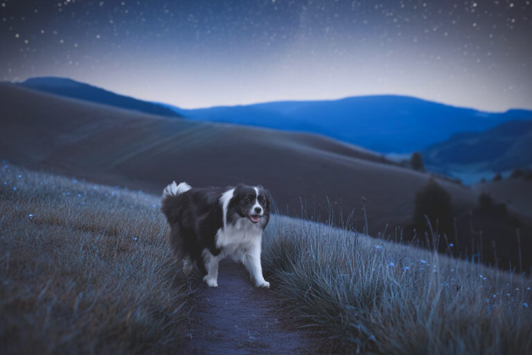 Kelly watch the Stars Trächtige Border Collie Hündin läuft einen nächtlichen Wiesenweg entlang, darüber funkelnde Sterne
