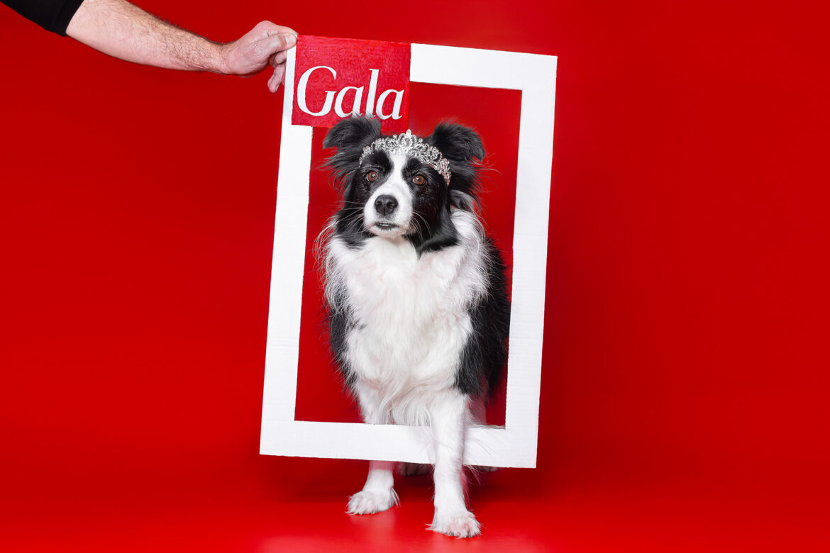 Die schwarz-weiße Border Collie Hündin Heidi feiert ihren 8. Geburtstag