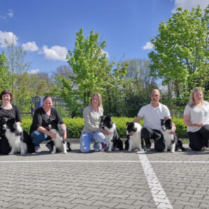CACIB Lingen 2025: Border Collies