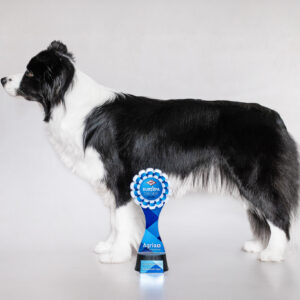 Border Collie Hündin mit Pokal