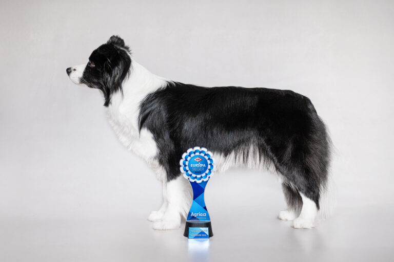 Border Collie Hündin mit Pokal