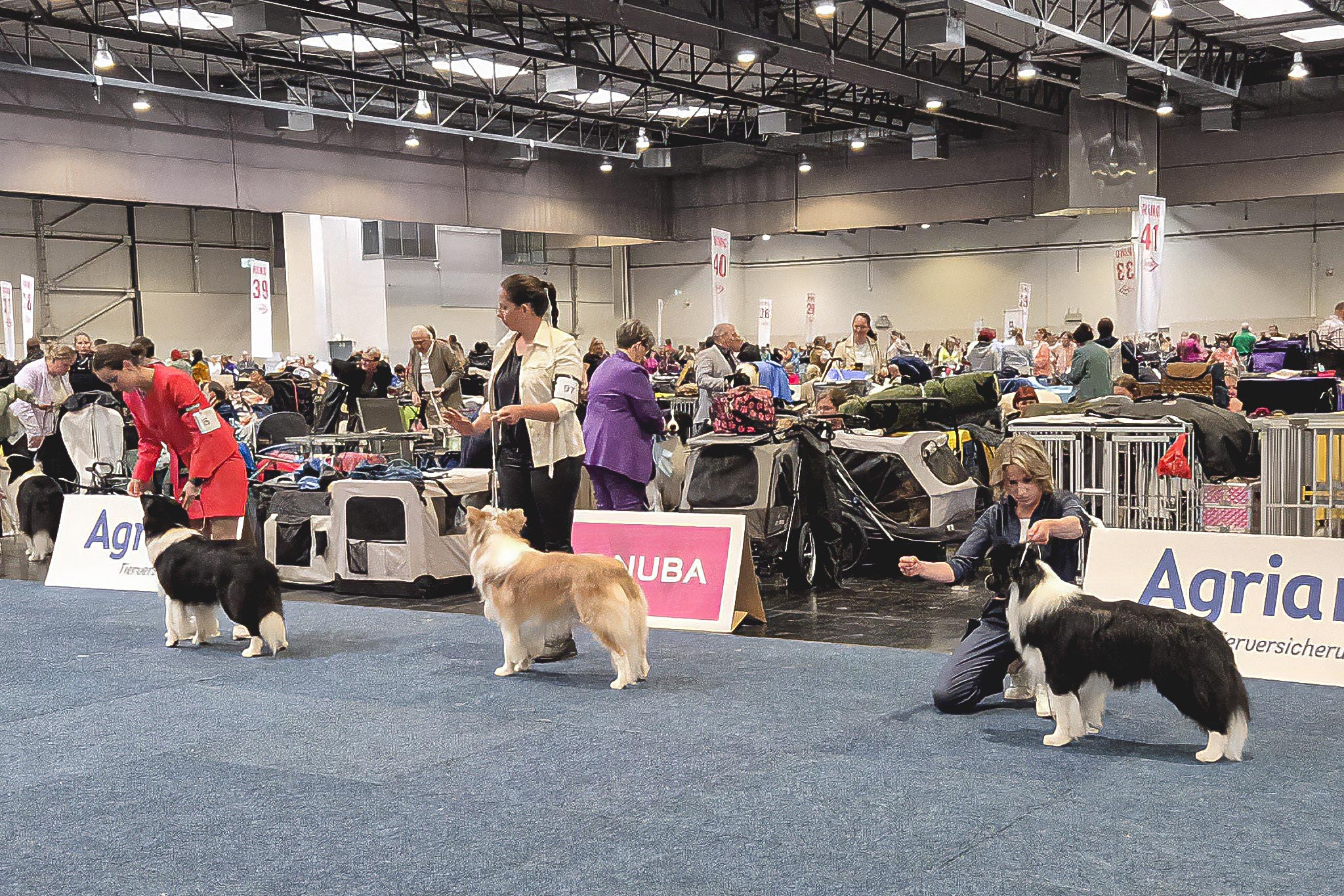 23|05|2025 – Sonic läuft um das CACIB International Show Dortmund