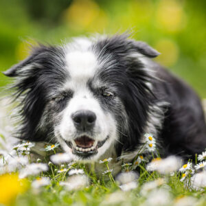 Nell 4.6.2009–18.5.2025