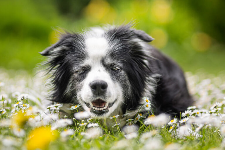 Nell 4.6.2009–18.5.2025